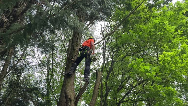 Best Leaf Removal  in Progress Village, FL